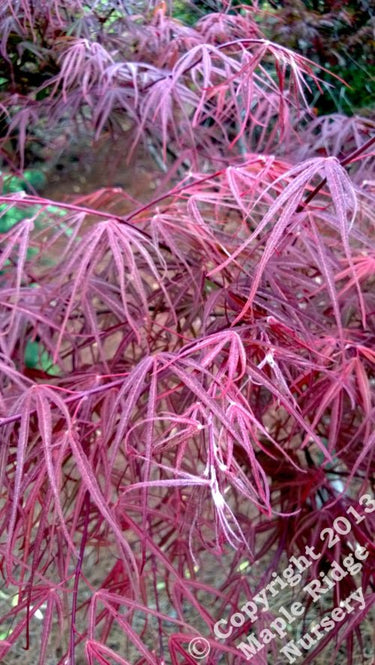Acer palmatum 'Scolopendrifolium Rubrum' Red Japanese Maple - Maple Ridge Nursery